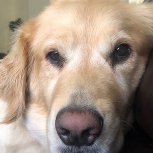 Meet your Posher, Evan